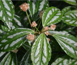 花葉冷水花[蕁麻目蕁麻科植物]