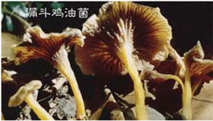 漏鬥雞油菌