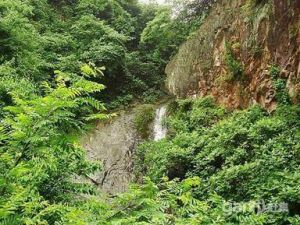 四明山竹海森林公園