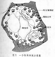 傳動