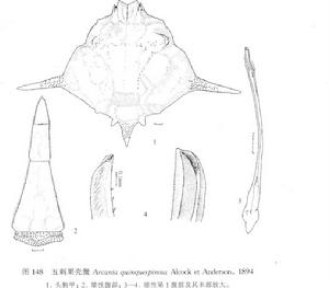 五刺栗殼蟹