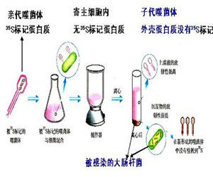 同位素標記法