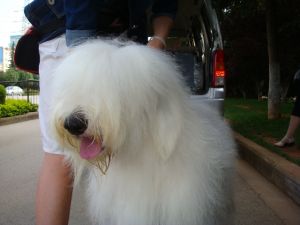 Old English Sheepdog