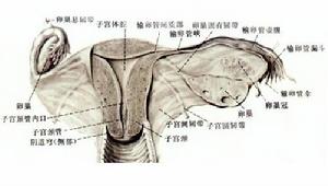 輸卵管狹窄