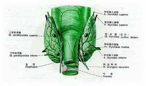 假性甲狀旁腺功能減退症