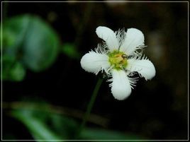 康定梅花草