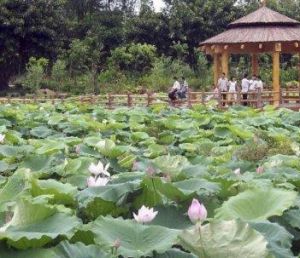 湛江市綠塘河濕地公園