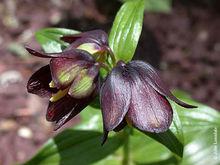 Fritillariacamschatcensis 黑百合