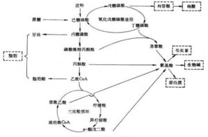 初生代謝