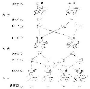 性狀分離