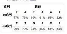 核苷出現的機率表格