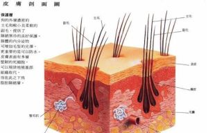 狗的皮膚結構