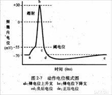 後電位