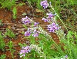 少花棘豆