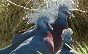 維多利亞鳳冠鳩