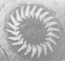 Dipartiella simplex.Raabe,1959