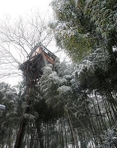 原野鳥巢