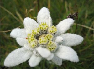 I EDELWEISS