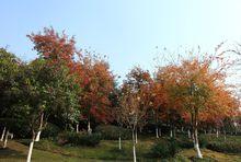 東台永豐林農業生態園2高清大圖