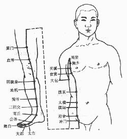 足太陰脾經循行圖