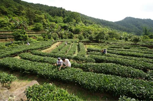 桂平西山茶