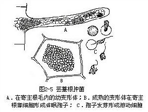 芸薹根腫菌