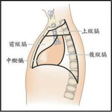 胸肋三角