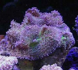 紅菇珊瑚
