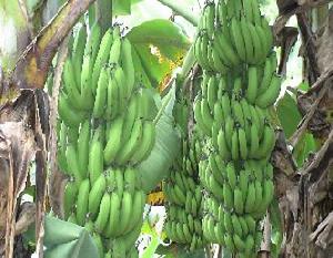 （圖）香蕉種植