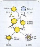 抗原抗體反應