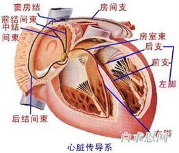 竇房結