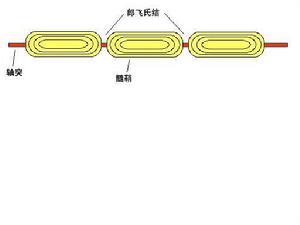 跳躍式傳導