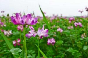 紫雲英[薔薇目豆科植物]