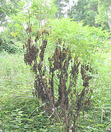 帝皇烏藍植株