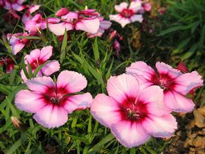 Dianthus chinensis