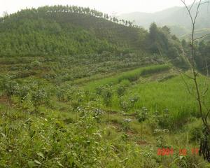 團山自然村[雲南普洱景谷縣正興鎮波雲村委會團山自然村]