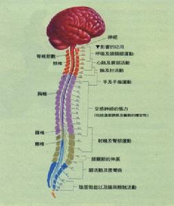 脊髓血管病