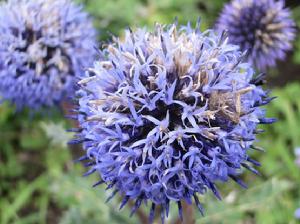 Echinops sphaerocephalus