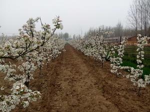 老城村[商丘市民權縣城關鎮老城村]