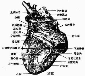 心因性因素引起的疾病