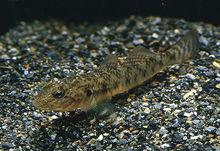 子陵吻鰕虎魚（Rhinogobius giurinus）