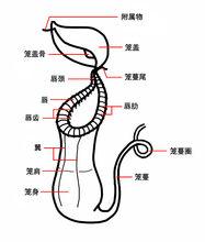 豬籠草的結構示意圖