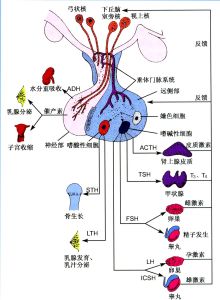 內分泌不育