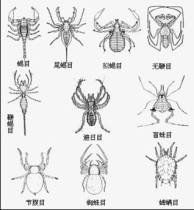 節肢動物 節肢動物 也稱 節足動物 動物界中種類最多的一門 昆蟲是節肢 百科知識中文網