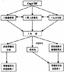 胃癌基因研究