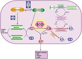 OS[氧化應激(Oxidative Stress)]