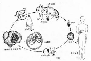 多房棘球絛蟲