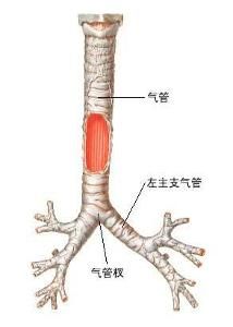 慢性喘息性支氣管炎