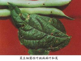 菜豆細菌葉斑病