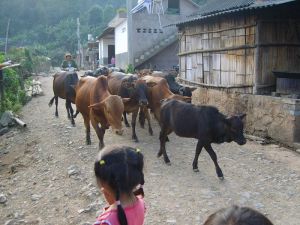 楊柳井村[雲南省西雙版納勐臘縣易武鄉楊柳井村]